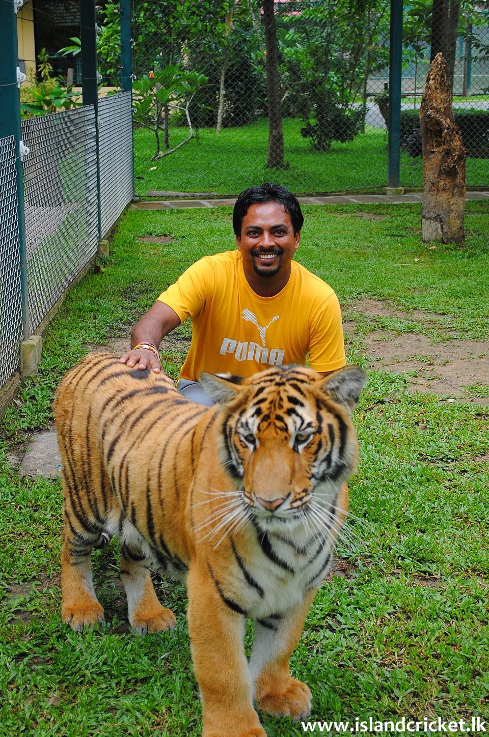 pushpa tiger