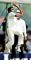 Vaas.jpg Sri Lanka Cricket News