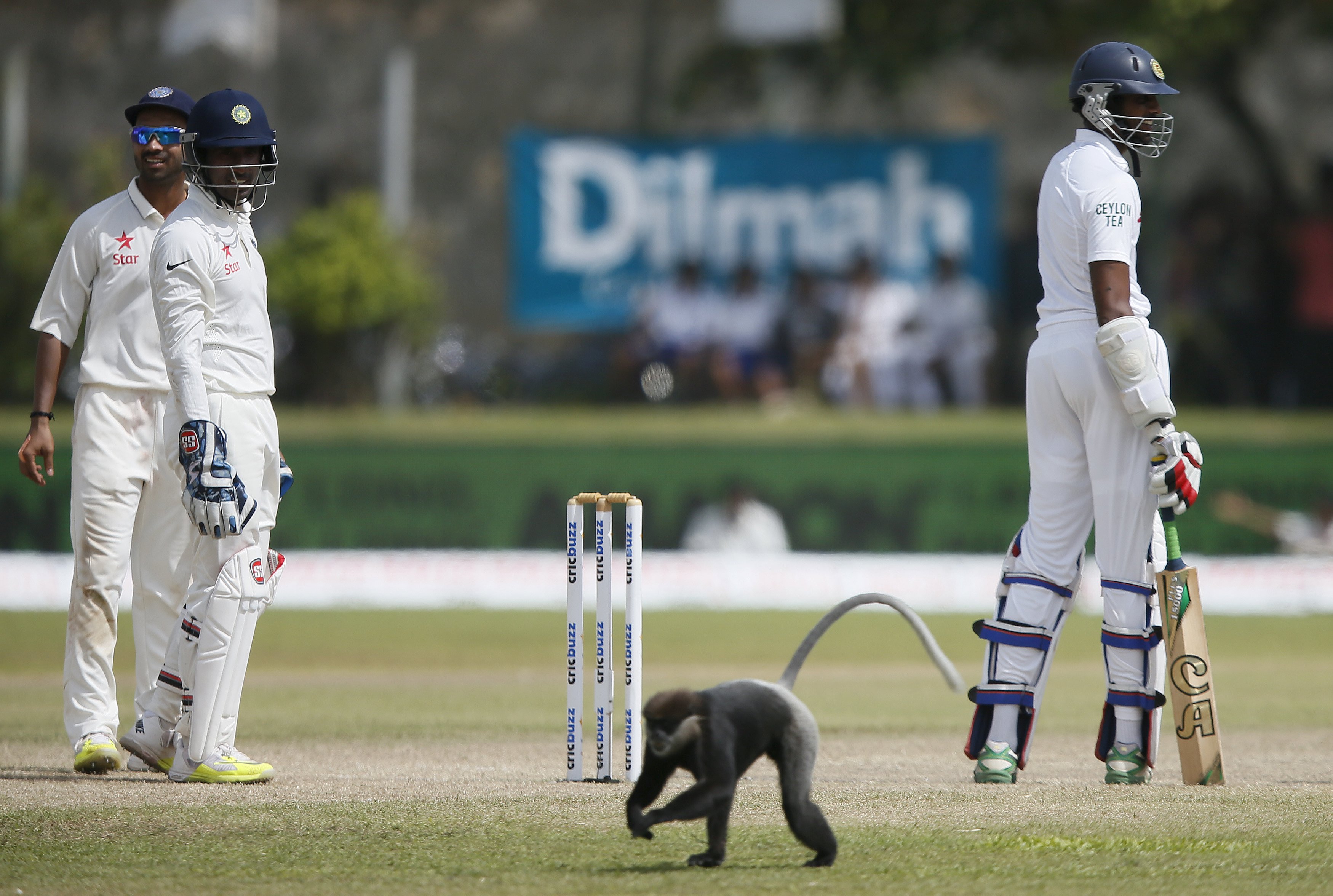 2015-08-14t095311z_229346407_gf10000173593_rtrmadp_3_cricket-lanka.jpg Monkey on cricket ground in Sri Lanka