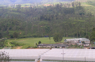 radella3.jpg Photo