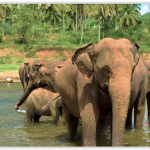 x561wwe6d.png Sri Lanka Cricket News