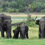 2s4s7r48.jpg Sri Lanka Cricket News